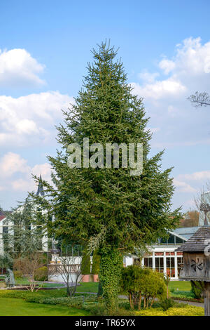 Veitch's fir, Veitch's silver-sapin (Abies veitchii), dans un parc Banque D'Images