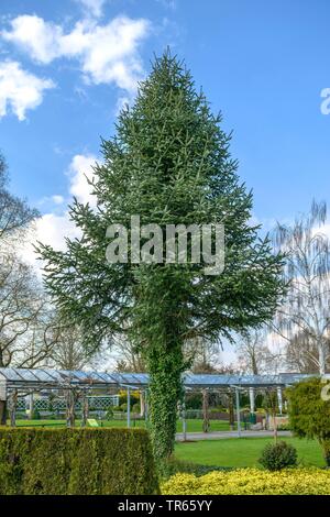 Veitch's fir, Veitch's silver-sapin (Abies veitchii), dans un parc Banque D'Images