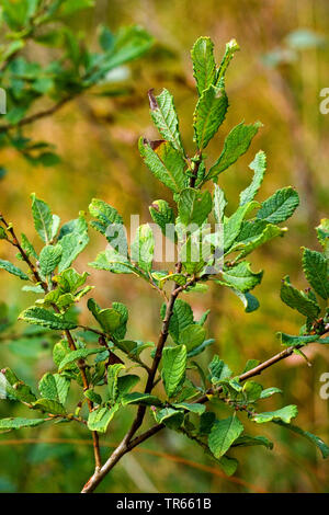 Hibou saule (Salix aurita), branche, Allemagne Banque D'Images