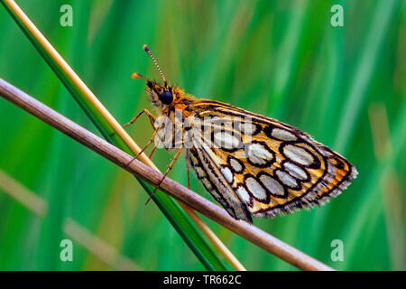 Grand skipper à damier (Heteropterus morpheus), assis sur une tige, side view, Allemagne Banque D'Images