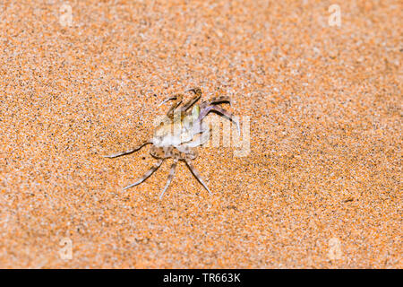 Le crabe fantôme blafard (Ocypode pallidula), sur la plage, USA, Hawaii, Kamaole Beach Park II, Kihei Banque D'Images