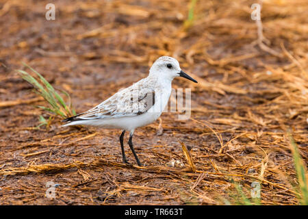 Bécasseau sanderling (Calidris alba), en plumage d'hiver, vue latérale, USA, Hawaii, Kealia Pond, Kihei Banque D'Images