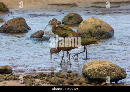 L'ibis falcinelle (Plegadis falcinellus), trois des ibis à marée descendante d'alimentation en eau saumâtre, USA, Hawaii, Kealia Pond, Kihei Banque D'Images