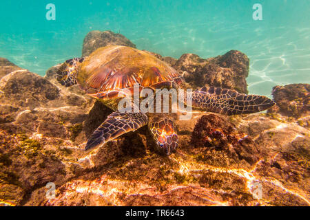 La tortue verte, tortue, tortue viande rock (Chelonia mydas), nourrir les algues de laval les roches, USA, Utah, Maui, Kihei Banque D'Images