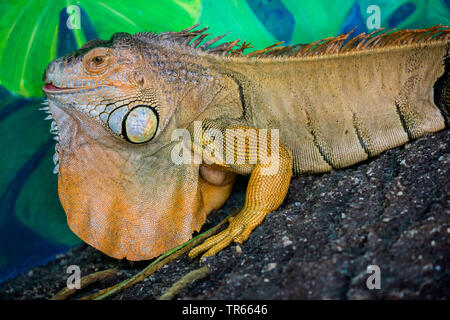 Iguane vert, Iguana iguana iguana (commune), demi-longueur portrait, side view, Arizona, USA Banque D'Images