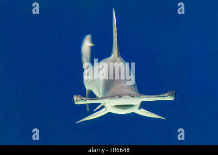 Requin-marteau halicorne (Sphyrna lewini), piscine, vue de face, Arizona, USA Banque D'Images