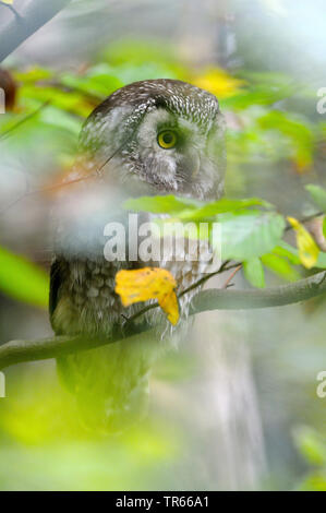 La nyctale boréale, Chouette de Tengmalm, Richardson's owl (Aegolius funereus), assis sur une branche dans un arbre, en Allemagne, en Bavière, Parc National de la Forêt bavaroise Banque D'Images