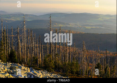 Les scolytes, graveur et les Coléoptères les coléoptères les coléoptères du bois, ambrosia (Scolytidae (Blockmeer Ipidae)), de la mer, des blocs de granit et morts tués par des forêts d'épinette de Norvège sur le scolyte du Lusen mountain, Allemagne, Bavière, Parc National de la Forêt bavaroise Banque D'Images