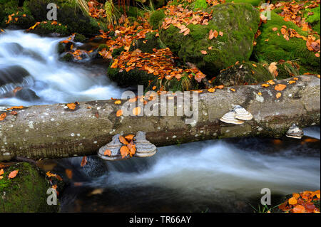 Champignons arbres hêtre sur tronc d'arbre sur un ruisseau en forêt d'automne, Kleine Ohe, Germany, Bavarian Forest National Park, Waldhaeuser Banque D'Images