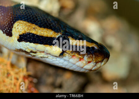 Ball python, python royal (Python regius), portrait, side view Banque D'Images