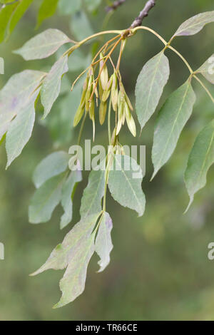 La manne frêne (Fraxinus ornus), de la direction générale avec des fruits, de l'Italie, le Tyrol du Sud Banque D'Images