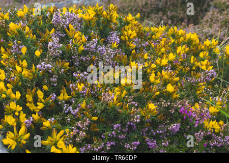 L'ajonc, furze, golden gorse (Ulex europaeus), la floraison a la côte avec Heather, l'Irlande, l'Anneau du Kerry, péninsule de Dingle Banque D'Images