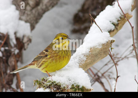 Yellowhammer (Emberiza citrinella), assis sur une branche dans la neige, Allemagne Banque D'Images