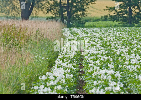 La pomme de terre (Solanum tuberosum), champ de pommes de terre en fleurs, l'Allemagne, la Bavière Banque D'Images