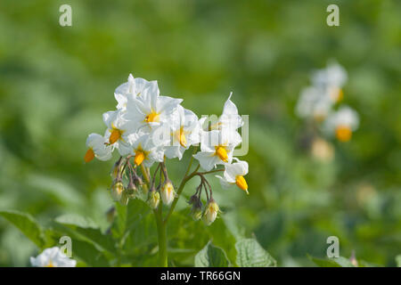 La pomme de terre (Solanum tuberosum), la pomme de terre des fleurs, Allemagne Banque D'Images