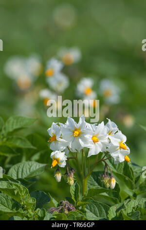 La pomme de terre (Solanum tuberosum), la pomme de terre des fleurs, Allemagne Banque D'Images