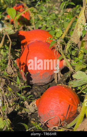 Hokkaido Hokkaido, squash, Red kuri squash (Cucurbita maxima), Red kuri squash sur un champ, Allemagne Banque D'Images