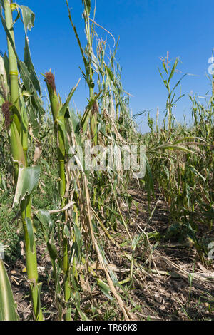 Le maïs, le maïs (Zea mays), thunder storm demage dans un champ de maïs, l'Allemagne, la Bavière Banque D'Images