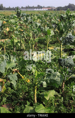 Marrow-stem kale (Brassica medullosa, Brassica oleracea var. medullosa, Brassica oleracea convar. acephala var. medullosa), ONB un champ, Allemagne Banque D'Images