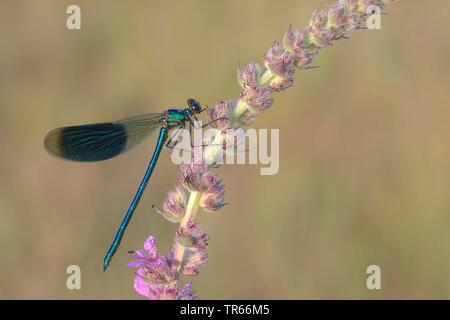 Blackwings bagués, bagués agrion, bagués (Calopteryx splendens, demoiselle Agrion splendens), homme à la lavande en fleurs, vue de côté, l'Allemagne, la Bavière Banque D'Images