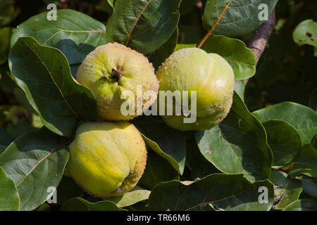 Cognassier commun (Juniperus communis), coings sur un arbre, Allemagne Banque D'Images