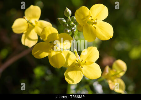 Fusée, mur mur vivace-rocket slime, feuilles wallrocket (Diplotaxis tenuifolia), fleurs, Allemagne Banque D'Images