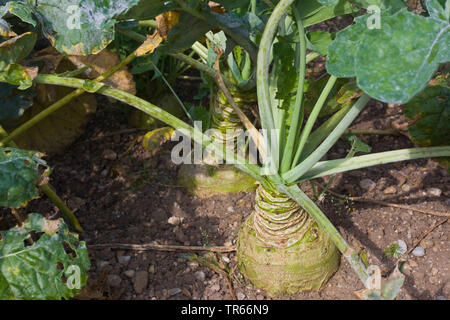 Le Navet (Brassica rapa subsp. rapa subvar. esculenta), navet sur un champ, l'Allemagne, la Bavière Banque D'Images