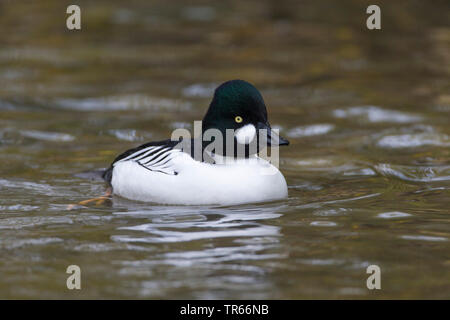 Le garrot d'islande, canard (Bucephala clangula), natation drake, side view, Allemagne Banque D'Images