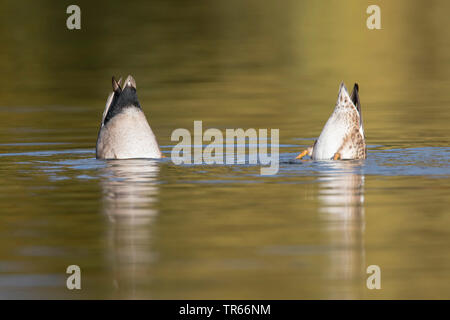 Le canard chipeau (Anas strepera strepera) Mareca, barboteurs, paire, Germany Banque D'Images