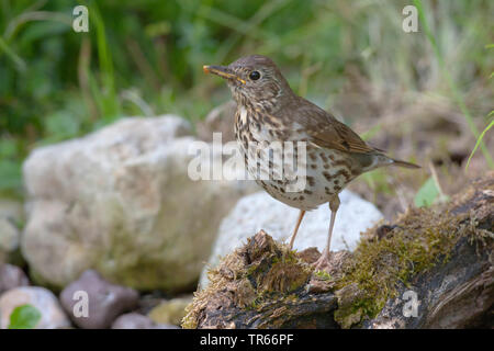 Grive musicienne (Turdus philomelos), sur bois mort moussus, Germany Banque D'Images