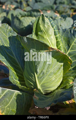 Sweetheart chou (Brassica oleracea var. capitata f. alba), Sweetheart chou sur un champ, Allemagne Banque D'Images