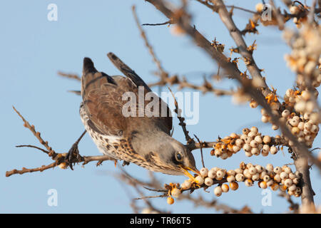 F (Turdus fieldfare), qui se nourrit d'une sea buckthorn , Allemagne, Bavière Banque D'Images
