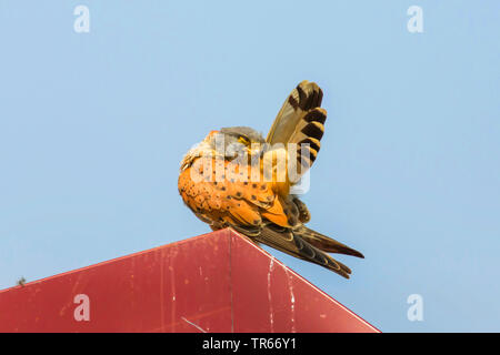 Kestrel Kestrel eurasien, l'Ancien Monde, faucon crécerelle, faucon crécerelle (Falco tinnunculus), homme assis sur un toit en tôle et ses plumes de toilettage, Allemagne, Bavière, Niederbayern, Basse-Bavière Banque D'Images