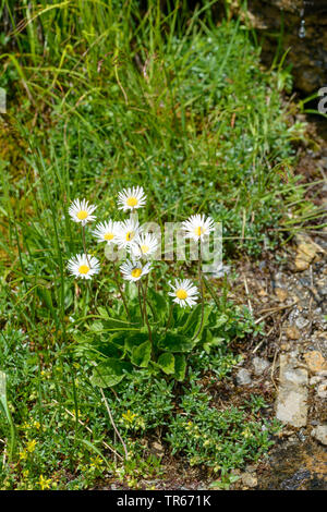 Star Daisy, Daisy, Daisy étoiles étoiles Aster (Aster bellidiastrum Bellidiastrum michelii,), la floraison, l'Autriche, le Parc National du Hohe Tauern Banque D'Images