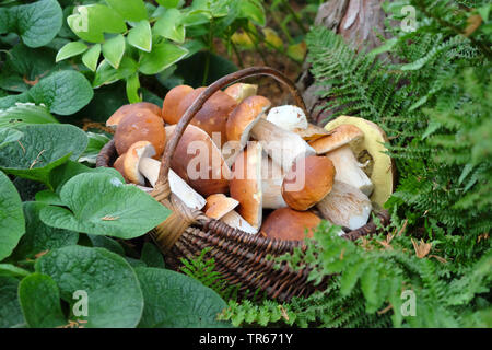 Penny bun, Cep, Porcino, Bun (champignons Boletus edulis), Penny buns dans un panier, l'Allemagne, la Saxe Banque D'Images