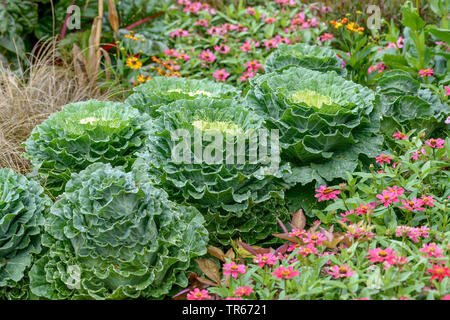 Le chou vert, chou frisé (Brassica oleracea convar. acephala), dans un parterre de fleurs Banque D'Images