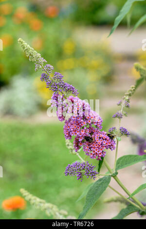 Arbre aux papillons, papillon violet lilas d'été, bush, bush, de papillon orange eye (Buddleja davidii, 'Flower Power', Buddleja davidii, Flower Power, Buddleia davidii), le cultivar Flower Power Banque D'Images