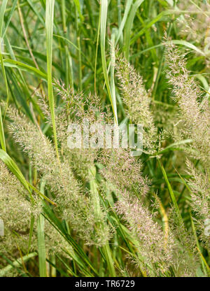 Le roseau en plumes de Corée (Calamagrostis brachytricha, Stipa brachytricha ), blooming Banque D'Images