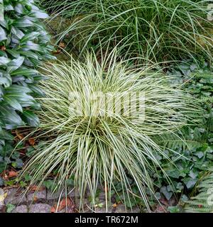 Les carex (Carex oshimensis Evergold, 'Evergold' Carex oshimensis Evergold,), le cultivar Evergold Banque D'Images