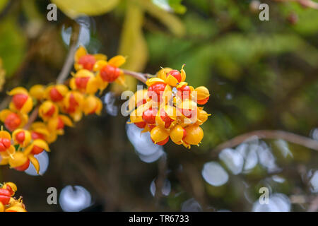 Doux-amer, doux-amer d'Asie orientale (Celastrus orbiculatus), fruits Banque D'Images