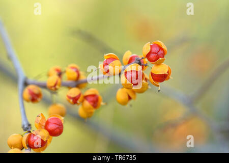 Doux-amer, doux-amer d'Asie orientale (Celastrus orbiculatus), fruits Banque D'Images