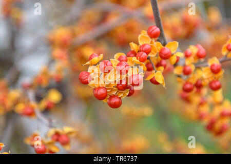 Bittersweet chinois (Celastrus rosthornianus), les fruits Banque D'Images