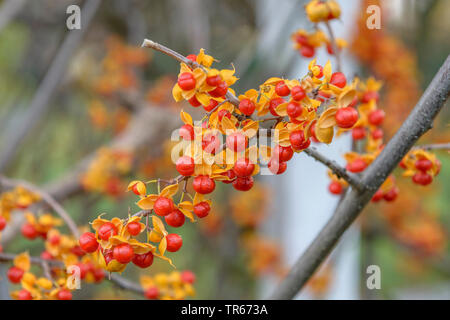 Bittersweet chinois (Celastrus rosthornianus), les fruits Banque D'Images