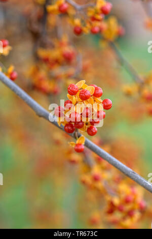 Bittersweet chinois (Celastrus rosthornianus), les fruits Banque D'Images