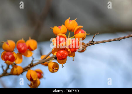 Bittersweet chinois (Celastrus rosthornianus), les fruits Banque D'Images