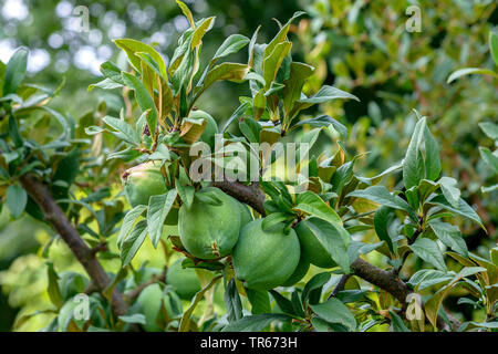 Chinese quince, Cathaya flowering quince (Chaenomeles cathayensis), de la direction générale avec des fruits Banque D'Images