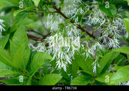 Amaerican Fringe Tree, Blanc (fringetree Chionanthus virginica, Chionanthus virginicus), Direction générale de la floraison, l'Allemagne, la Saxe Banque D'Images