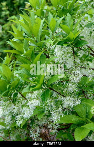 Amaerican Fringe Tree, Blanc (fringetree Chionanthus virginica, Chionanthus virginicus), la direction générale en fleurs Banque D'Images