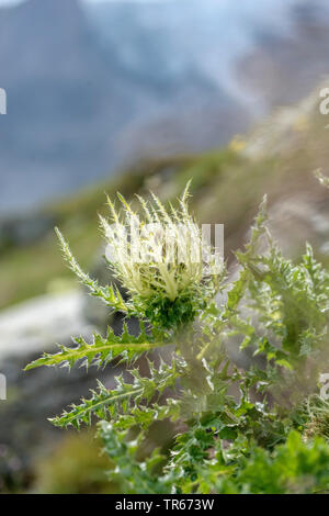 Yellow Cirsium spinosissimum), la floraison, l'Autriche, le Parc National du Hohe Tauern Banque D'Images