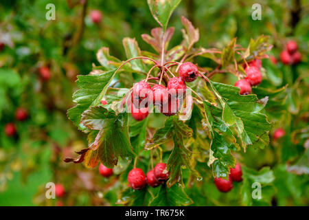 Le Chinois l'aubépine (Crataegus pinnatifida var major), de la direction générale avec des fruits dans la pluie, l'Autriche, Vienne Banque D'Images